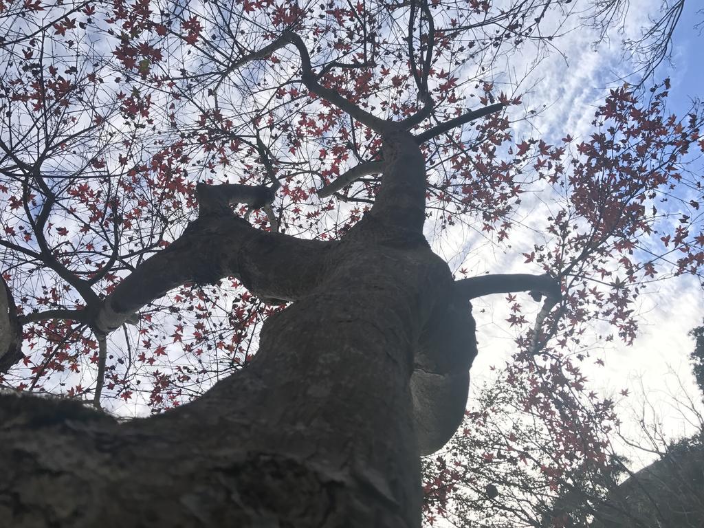 臺北阳明山-枫の微笑公寓 外观 照片